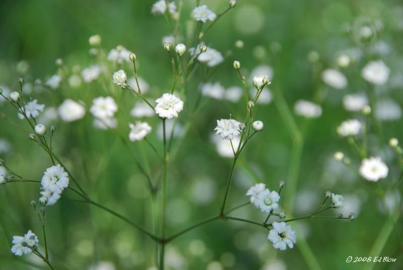 Baby's breath.jpg - Near Dalat, Vietnam